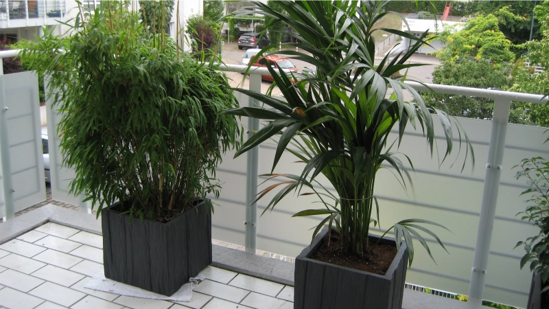 milchglasfolie als sichtschutz auf balkonbr&uuml;stung mit pflanzen in wiesbaden